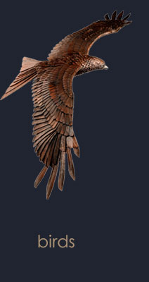 birds gallery link