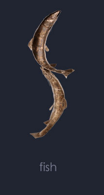 fish gallery link