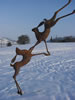 Arctic Hares - steel approx 4 meters
