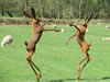 Hare and Spare - Steel approx 155cms