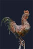 Cock o Hoop - life size in stainless steel