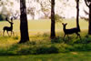 Fallow Pair - Life size mild steel