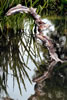 Rising - life size stainless steel