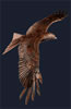 Red Kite - life size in mild steel