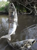 The Uprising - life size stainless steel water feature