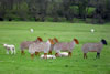 Slightly Sheepish - life sized stainless and mild steel