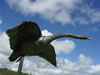 Swanning off - stainless steel, life size