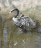 Swan Upping - life size in stainless steel